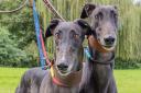 Rescue dogs in north London like Sandy and Danny are looking for a new home this winter
