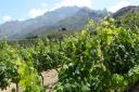Vines in Corsica