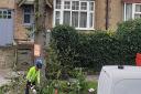 Workmen cut back a lime tree in Carlton Avenue East