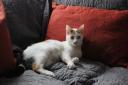 Mimi the cat rescued by Mayhew Animal Home
