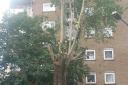 The council have sent workers to cut back the tree in Donnington Road (Pic credit: Twitter@Joaocorona)