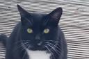 Pookie, 10, went missing from his new home in Wembley Hill Road, Wembley, on Thursday, December 29