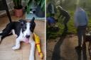 Max the dog (left) pictured before his injuries, after he was left injured in Gladstone Park