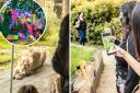 London Zoo is holding a series of adults-only Zoo Nights from Friday June 9 to Friday July 28