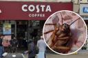 The Costa in Harlesden and a generic picture of a cockroach