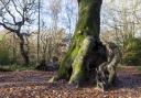 Hampstead Heath's Hollow Beech, where children and adults climb. Picture: Paul Wood