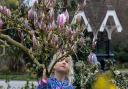 Katlyn Gold, three, admires spring flowers in Roundwood Park.