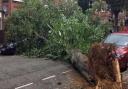 Uprooted tree in Willesden (Pic credit: Twitter@MikeReed30)