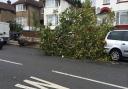 A fallen tree in Dollis Hill Lane hits a parked car (Pic credit: Twitter@radicalradish)