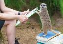 Meerkat gets weighed
