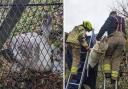 The RSPCA and London Fire Brigade helped rescue a young swan trapped between a fence and a tube line in Wembley