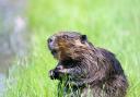 Beavers could be returning to Brent's rivers after four centuries
