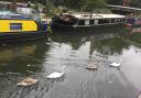 Swans which would normally be seen at the Regents Canal / Grand Union Canal