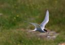 There are plans to bring back common terns to Welsh Harp Reservoir