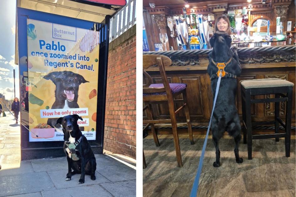 Instagram famous north London dog Pablo is star of new book