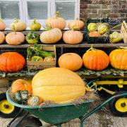A pumpkin display at Kentish Town City Farm
