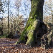 Hampstead Heath's Hollow Beech, where children and adults climb. Picture: Paul Wood