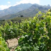 Vines in Corsica
