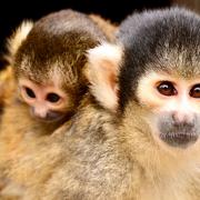 Two baby squirrel monkeys nicknamed Teeny and Tiny were bon in the same week at London Zoo