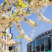 Cherry blossoms are now flourishing in Wembley Park