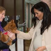 The Duchess of Sussex meets Foxy during a visit to Mayhew, an animal welfare charity she supports as patron, at its offices in north-west London.