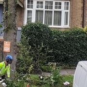 Workmen cut back a lime tree in Carlton Avenue East
