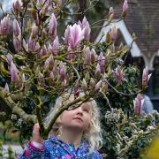 Katlyn Gold, three, admires spring flowers in Roundwood Park.