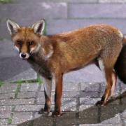 Foxes are opening rubbish bags left out on the street. Picture: PA Images
