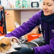 Mayhew has joined forces with Crisis to support homeless people with pets. Picture: Mayhew