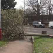 Fallen Rowen tree near Kensal Green train station (Pic credit: Twitter@NW10KTRA)