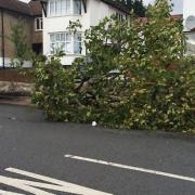 A fallen tree in Dollis Hill Lane hits a parked car (Pic credit: Twitter@radicalradish)