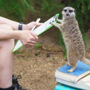 Meerkat gets weighed