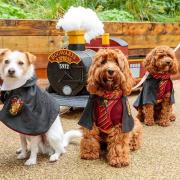 Lula, Pippa and Fitz in their Harry Potter-themed costumes