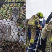 The RSPCA and London Fire Brigade helped rescue a young swan trapped between a fence and a tube line in Wembley