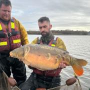 A massive mirror carp was rescued from Welsh Harp Reservoir before it was drained for restoration