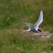 There are plans to bring back common terns to Welsh Harp Reservoir