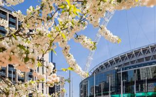 Cherry blossoms are now flourishing in Wembley Park