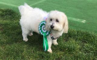 Poppy, a white Coton de Tulear, took away three rosettes at the Animal Welfare & Dog Show at Paddington Rec on Oct 1