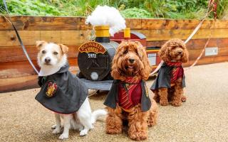 Lula, Pippa and Fitz in their Harry Potter-themed costumes