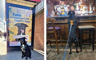Pablo is a famous pooch in Kensal Rise